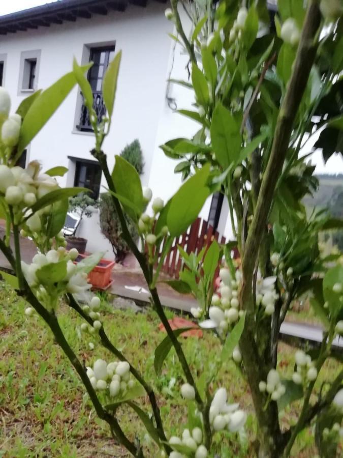 El Oteru I Guest House Villaviciosa  Bagian luar foto